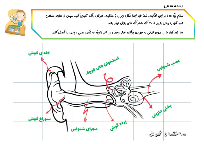 کاربرگ پازل آشنایی با ساختمان گوش
