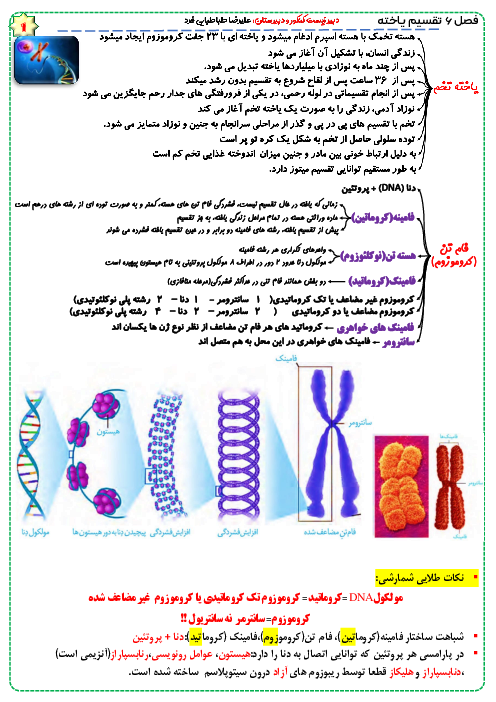 نکات کلیدی و تست‌های زیست شناسی کنکور سراسری |  تنظیم یاخته