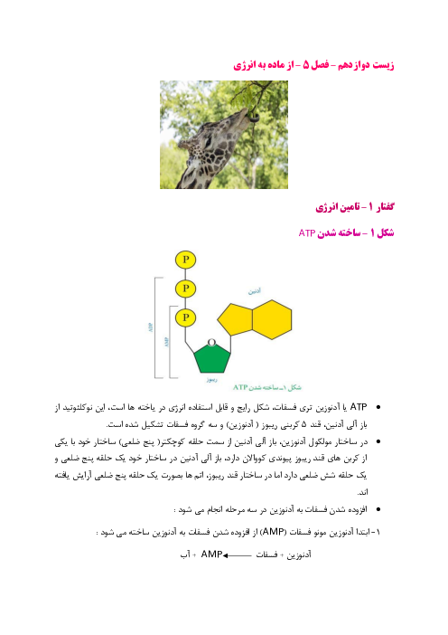 جزوه فصل 5 زیست دوازدهم | از ماده به انرژی 