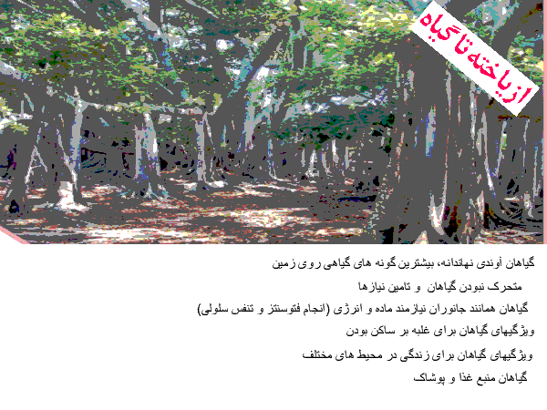 جزوه جمع‌بندی زیست شناسی (1) دهم رشته تجربی | فصل ششم: از یاخته تا گیاه