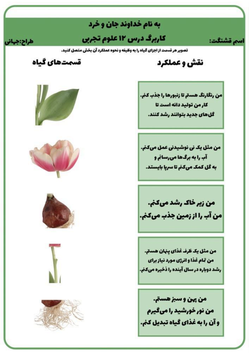 کاربرگ عملکردی علوم پنجم ابتدایی | نقش اجزای گیاه