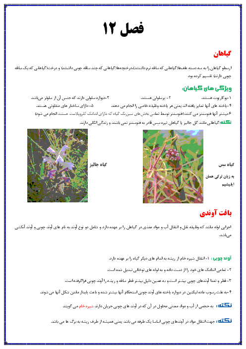 خلاصه درس و نکات کلیدی علوم تجربی نهم ویژه مدارس تیزهوشان | فصل 12: دنیای گیاهان