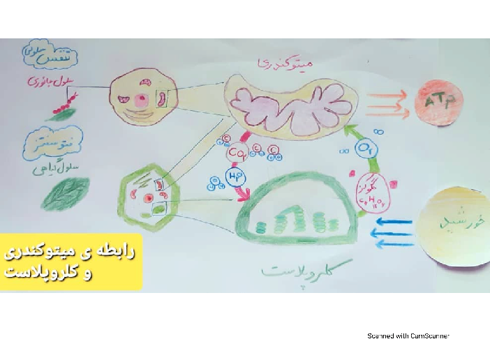 رابطه میتوکندری و کلروپلاست (رابطه فتوسنتز و تنفس سلولی)