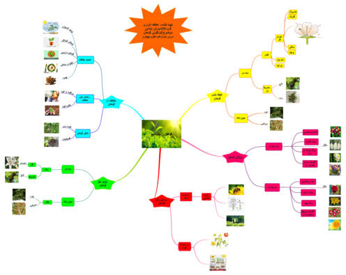 پوستر نقشه مفهومی علوم تجربی چهارم دبستان | درس 12: گوناگونی گیاهان