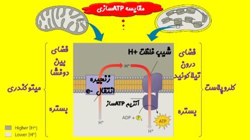 مقایسه ATP سازی در اندامک‌های میتوکندری و کلروپلاست