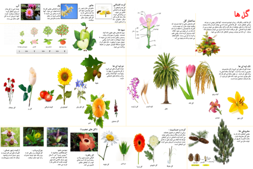 پوستر آموزشی گوناگونی گیاهان علوم چهارم