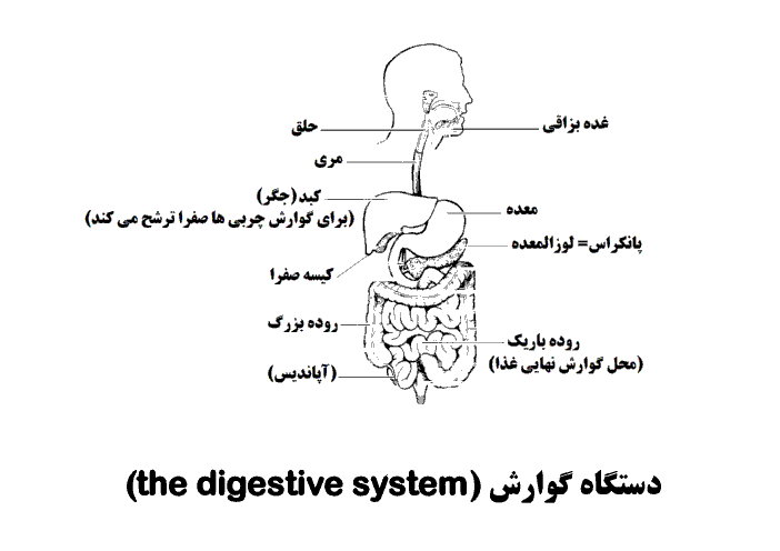 پوستر آموزشی دستگاه گوارش علوم تجربی هفتم