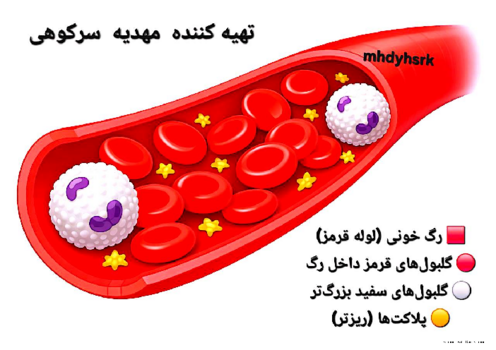 اینفوگرافی اجزای خون