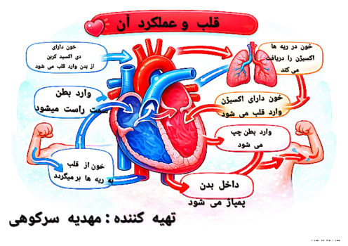 اینفوگرافی عملکرد قلب 