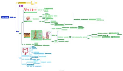 مایندمپ گفتار دوم فصل 2 زیست دهم: جذب مواد و تنظیم فعالیت دستگاه گوارش
