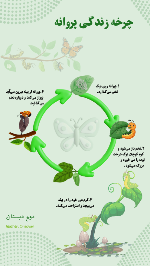 اینفوگرافیک چرخه زندگی پروانه 