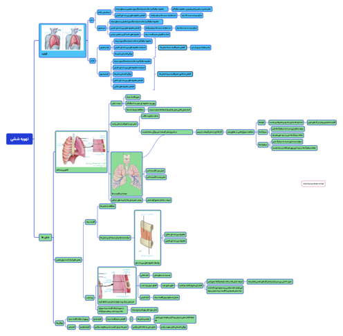 مایندمپ گفتار دوم فصل 3 زیست دهم: تهویه ششی