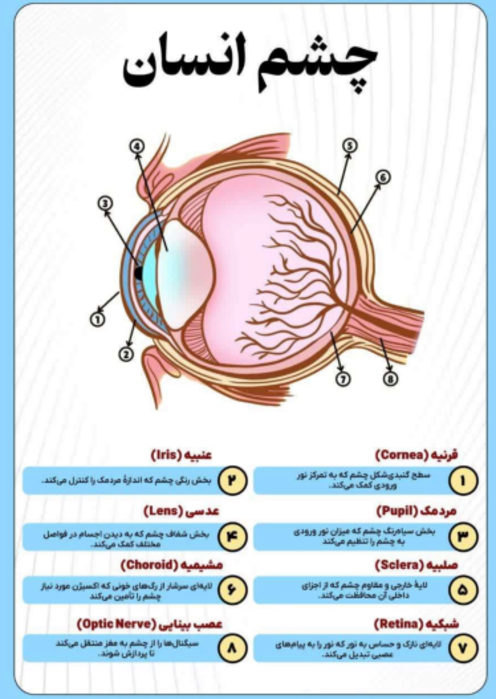 اینفوگرافیک اجزای اصلی چشم | علوم هشتم 