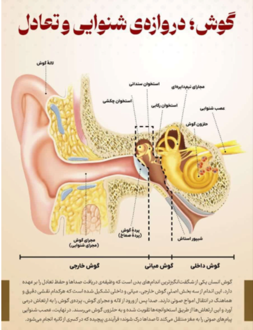 اینفوگرافیک اجزای اصلی گوش | علوم  تجربی هشتم 