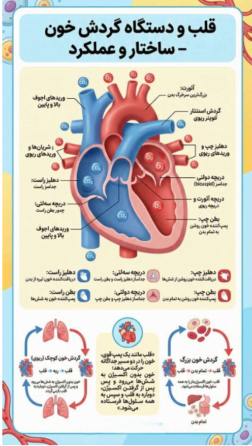 اینفوگرافی قلب و دستگاه گردش خون | علوم هفتم 