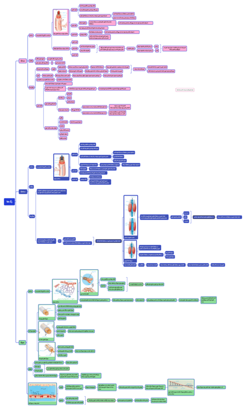 مایندمپ گفتار دوم فصل 4 زیست دهم: رگ ها