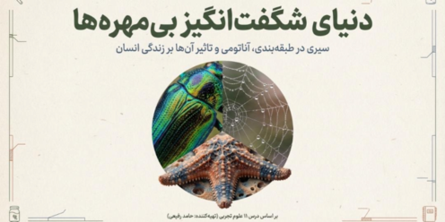 اینفوگرافی علوم چهارم درس 11: بی مهره ها