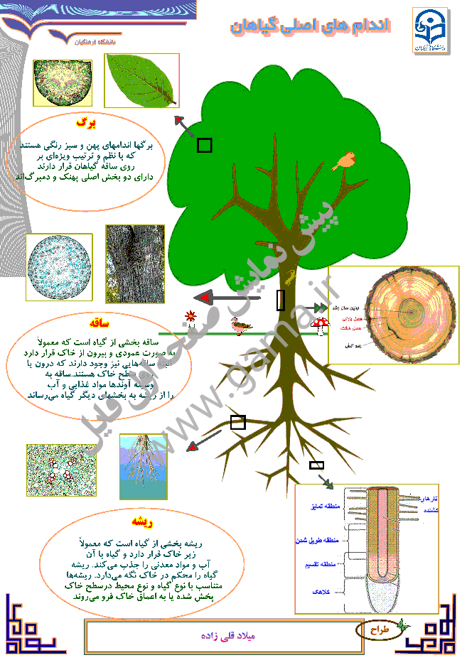 پوستر آموزشی علوم تجربی پایه پنجم دبستان  | اندام‌های اصلی گیاهان
