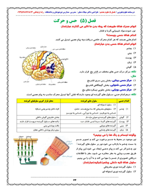 نکات مهم فصل 5 علوم هشتم؛ حس و حرکت