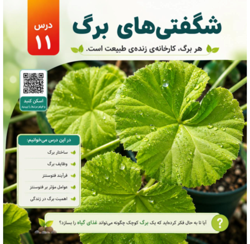 اینفوگرافیک علوم ششم درس 11 شگفتی های برگ
