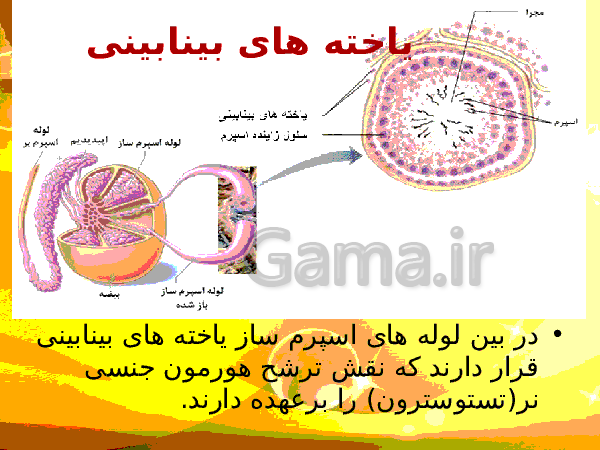 پاورپوینت زیست شناسی (2) یازدهم تجربی | فصل 7: تولید مثل- پیش نمایش