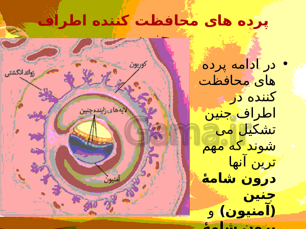 پاورپوینت زیست شناسی (2) یازدهم تجربی | فصل 7: تولید مثل- پیش نمایش