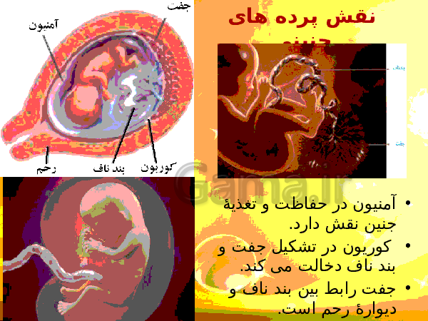 پاورپوینت زیست شناسی (2) یازدهم تجربی | فصل 7: تولید مثل- پیش نمایش