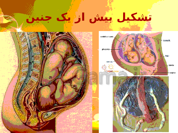 پاورپوینت زیست شناسی (2) یازدهم تجربی | فصل 7: تولید مثل- پیش نمایش