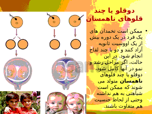 پاورپوینت زیست شناسی (2) یازدهم تجربی | فصل 7: تولید مثل- پیش نمایش