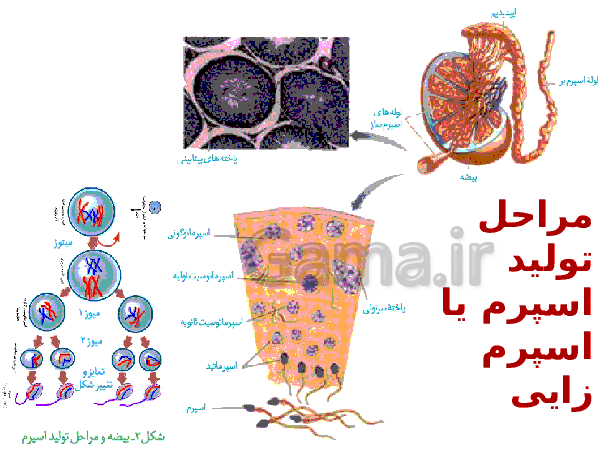 پاورپوینت زیست شناسی (2) یازدهم تجربی | فصل 7: تولید مثل- پیش نمایش