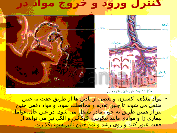 پاورپوینت زیست شناسی (2) یازدهم تجربی | فصل 7: تولید مثل- پیش نمایش