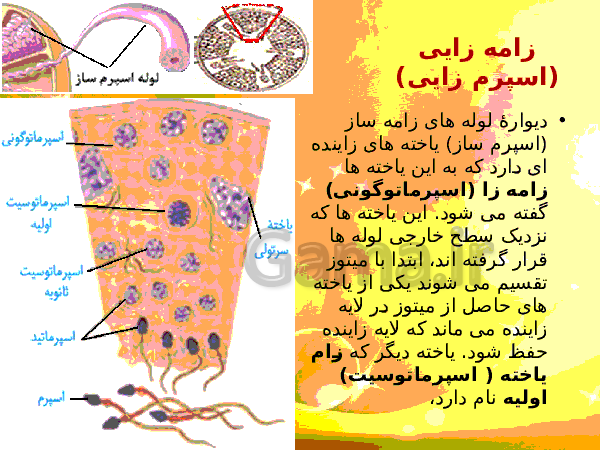 پاورپوینت زیست شناسی (2) یازدهم تجربی | فصل 7: تولید مثل- پیش نمایش