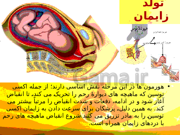 پاورپوینت زیست شناسی (2) یازدهم تجربی | فصل 7: تولید مثل- پیش نمایش