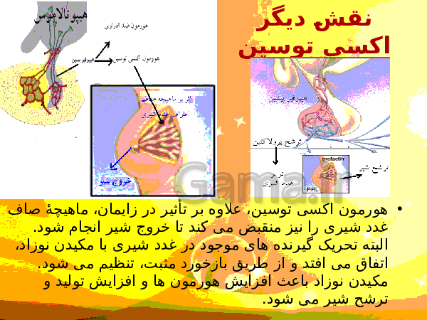 پاورپوینت زیست شناسی (2) یازدهم تجربی | فصل 7: تولید مثل- پیش نمایش