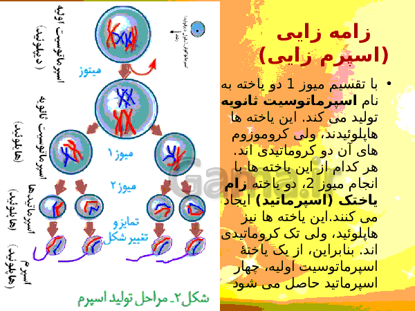 پاورپوینت زیست شناسی (2) یازدهم تجربی | فصل 7: تولید مثل- پیش نمایش