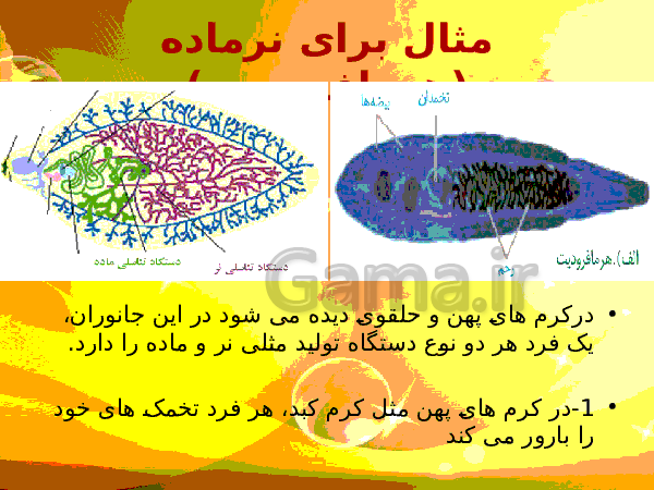 پاورپوینت زیست شناسی (2) یازدهم تجربی | فصل 7: تولید مثل- پیش نمایش