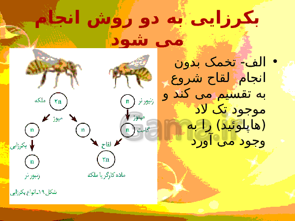 پاورپوینت زیست شناسی (2) یازدهم تجربی | فصل 7: تولید مثل- پیش نمایش