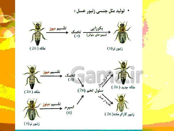 پاورپوینت زیست شناسی (2) یازدهم تجربی | فصل 7: تولید مثل- پیش نمایش