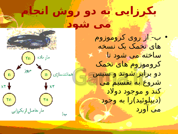 پاورپوینت زیست شناسی (2) یازدهم تجربی | فصل 7: تولید مثل- پیش نمایش