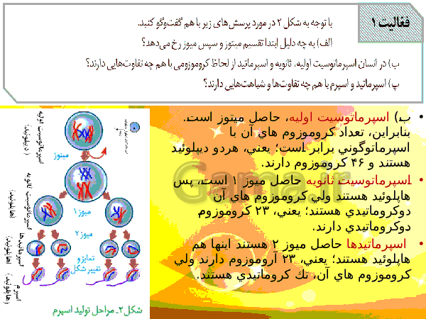 پاورپوینت زیست شناسی (2) یازدهم تجربی | فصل 7: تولید مثل- پیش نمایش