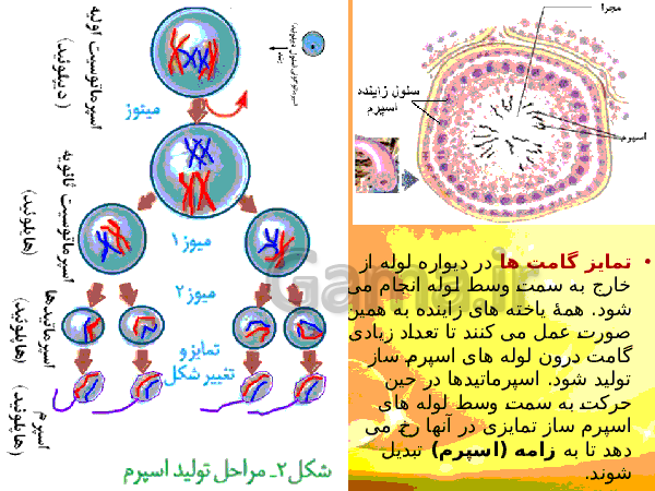 پاورپوینت زیست شناسی (2) یازدهم تجربی | فصل 7: تولید مثل- پیش نمایش