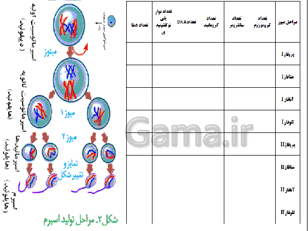 پاورپوینت زیست شناسی (2) یازدهم تجربی | فصل 7: تولید مثل- پیش نمایش