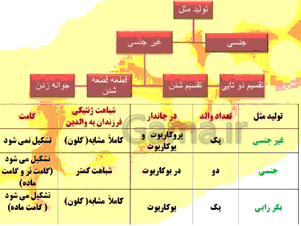 پاورپوینت زیست شناسی (2) یازدهم تجربی | فصل 7: تولید مثل- پیش نمایش