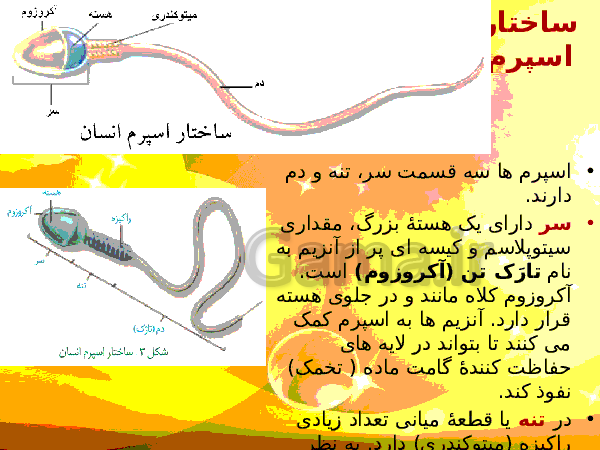 پاورپوینت زیست شناسی (2) یازدهم تجربی | فصل 7: تولید مثل- پیش نمایش