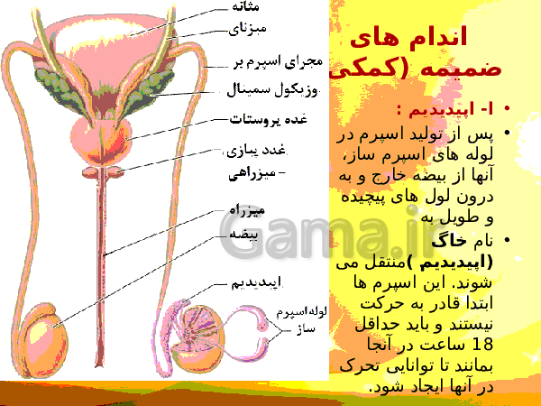 پاورپوینت زیست شناسی (2) یازدهم تجربی | فصل 7: تولید مثل- پیش نمایش