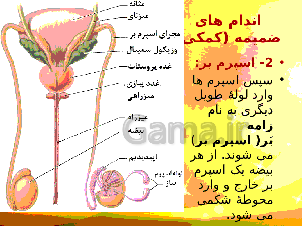 پاورپوینت زیست شناسی (2) یازدهم تجربی | فصل 7: تولید مثل- پیش نمایش