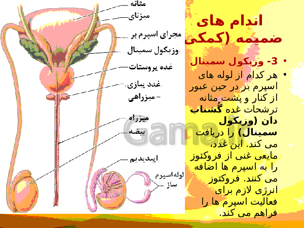 پاورپوینت زیست شناسی (2) یازدهم تجربی | فصل 7: تولید مثل- پیش نمایش