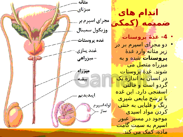 پاورپوینت زیست شناسی (2) یازدهم تجربی | فصل 7: تولید مثل- پیش نمایش