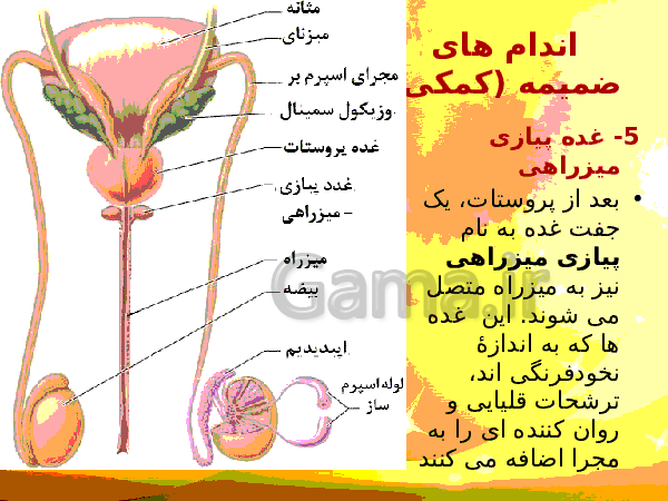 پاورپوینت زیست شناسی (2) یازدهم تجربی | فصل 7: تولید مثل- پیش نمایش