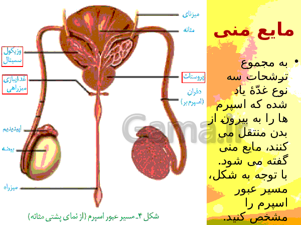 پاورپوینت زیست شناسی (2) یازدهم تجربی | فصل 7: تولید مثل- پیش نمایش